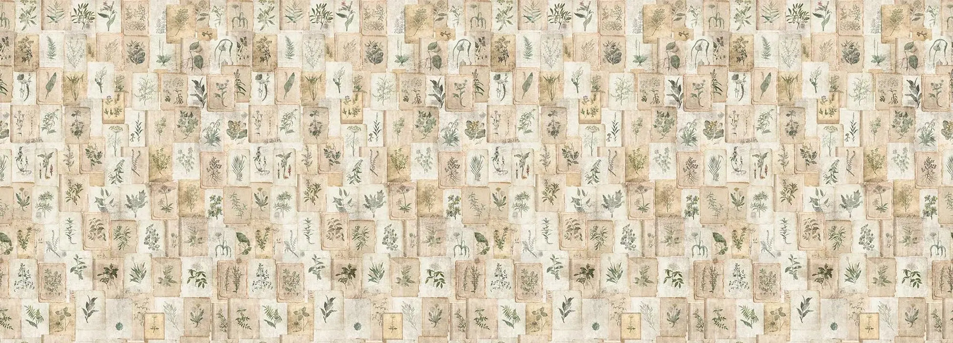 Vintage Herbarium Wallpaper Vladila