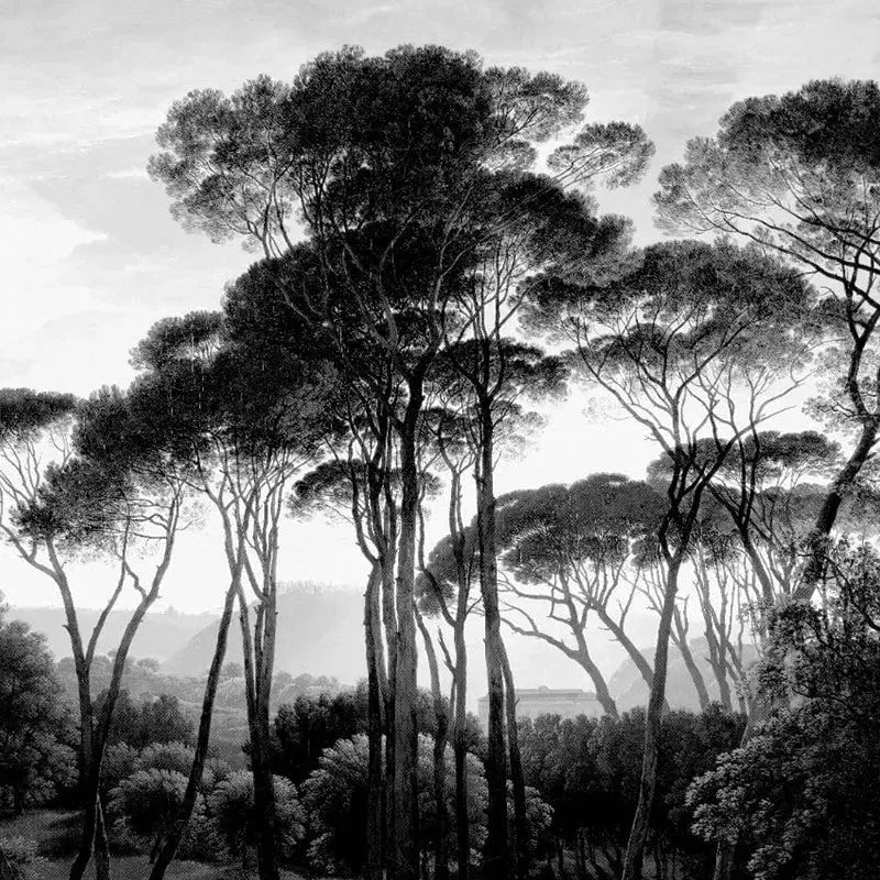 Taormina Pines Wallpaper Vladila