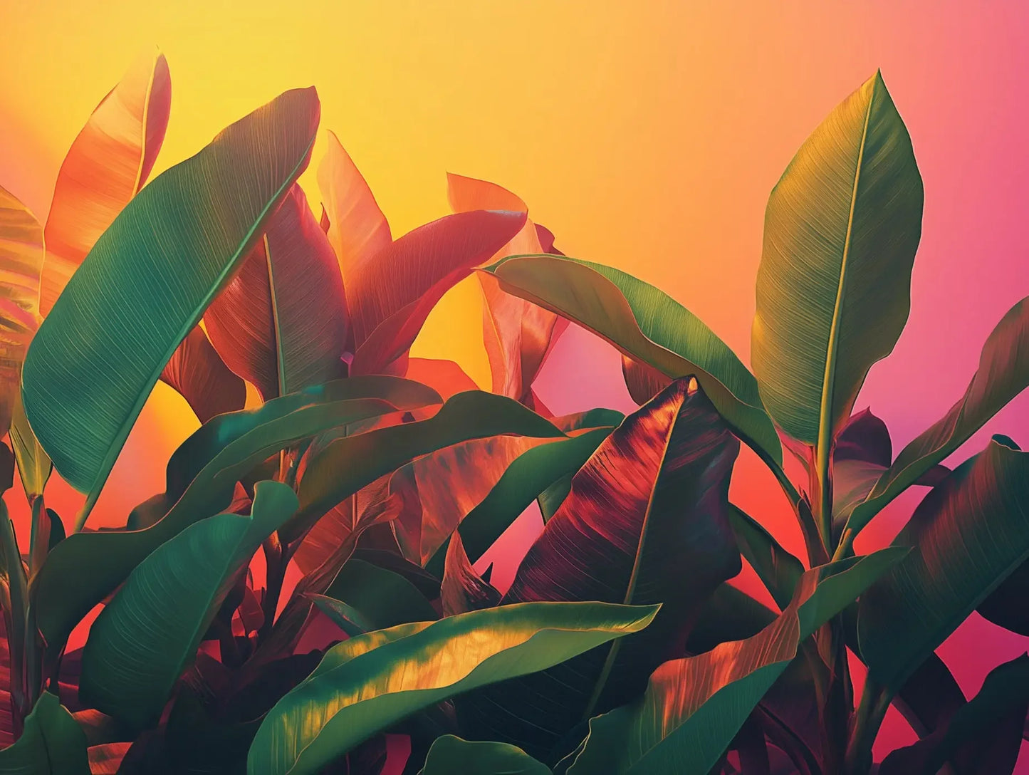sunset tropicana - wallcreatives