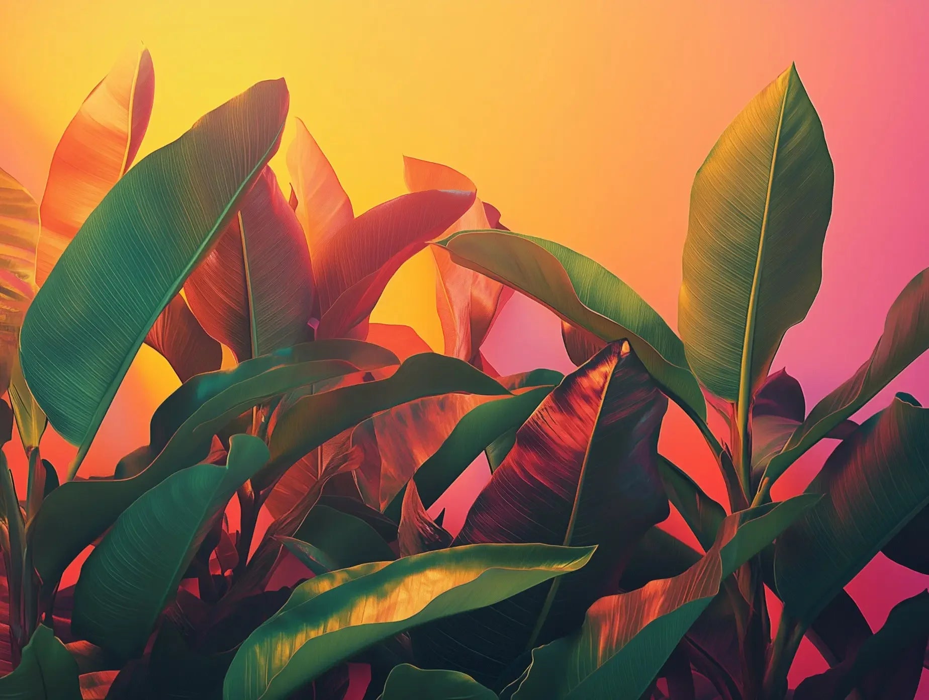 Sunset Tropicana - WallCreatives